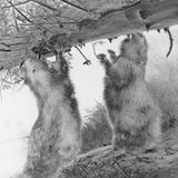 Wenn Tiere selbst auf den Auslöser drücken: Diese Serie entstand mit Wildkameras, die nur bei Bewegung aufnehmen – der Fotograf war also im entscheidenen Moment nicht dabei. Er wählte nur die Orte, installierte die Kameras und sichtete über Monate das Material. Jedes seiner Bilder wurde so zur Koproduktion zwischen Mensch und Wildtier.     Wolfgang Duerr, dritter Platz in der Kategorie "Wildtiere und Natur"