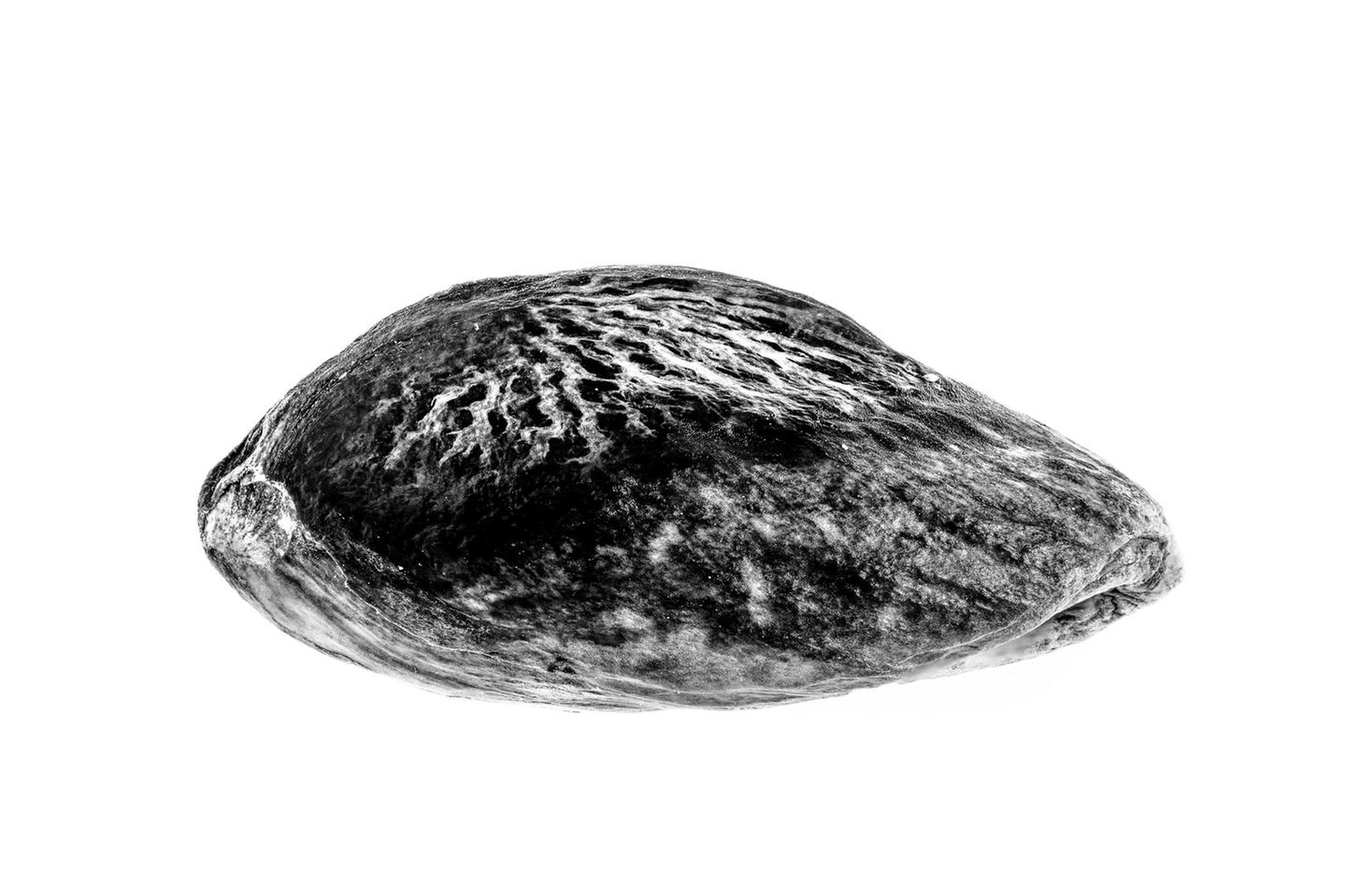 Fast ein Jahr lang fotografierte Daniele Vita die Pistazien von Bronte auf Sizilien – von den Bäumen über die Ernte bis zur Verarbeitung. Im seriellen Blick erkannte er: Sie sehen ähnlich aus und sind doch jede für sich einzigartig. Daraus entstand auch dieses eindrucksvolle Porträt einer geschälten, sonnengetrockneten und aus ihrer Schale gelösten Pistazie.      Dritter Platz in der Kategorie "Stillleben"