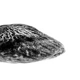 Fast ein Jahr lang fotografierte Daniele Vita die Pistazien von Bronte auf Sizilien – von den Bäumen über die Ernte bis zur Verarbeitung. Im seriellen Blick erkannte er: Sie sehen ähnlich aus und sind doch jede für sich einzigartig. Daraus entstand auch dieses eindrucksvolle Porträt einer geschälten, sonnengetrockneten und aus ihrer Schale gelösten Pistazie.      Dritter Platz in der Kategorie "Stillleben"