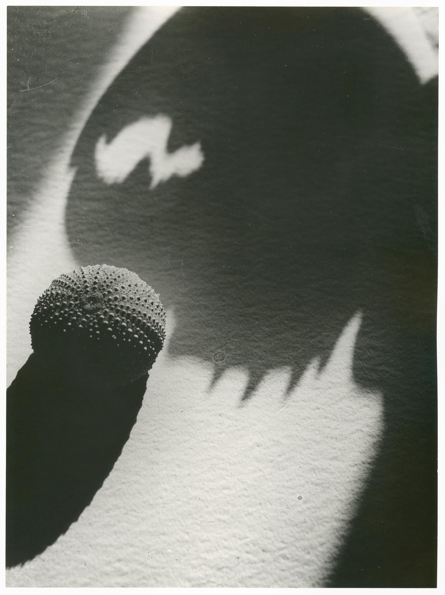 Seeigel und Schatten einer Krebsschere