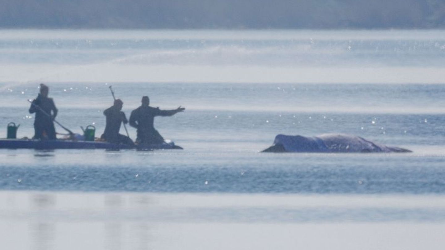 Am Freitag lief die private Rettungsaktion des vor der Ostsee-Insel Poel gestrandeten Buckelwals weiter auf Hochtouren. Foto: Je
