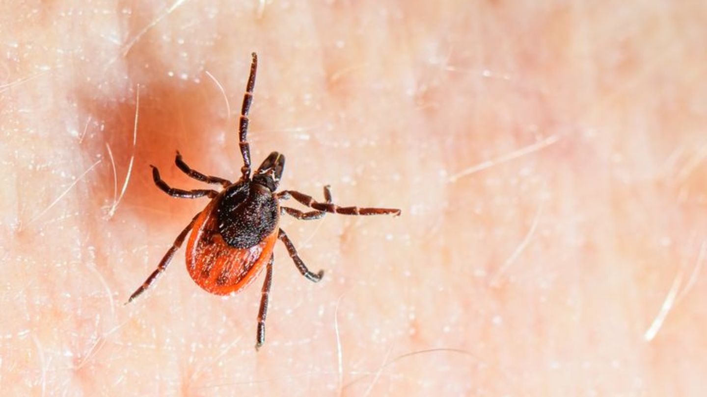 Der Gemeine Holzbock ist die häufigste Zeckenart in Deutschland und auch die, die hauptsächlich FSME und Borreliose auf den Mens