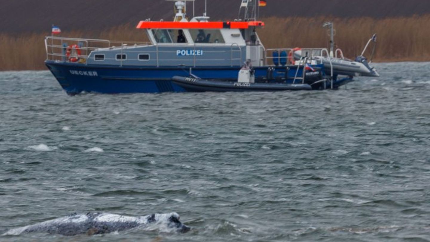 Der Buckelwal vor der Insel Poel schwimmt frei. Foto: Jens Büttner/dpa