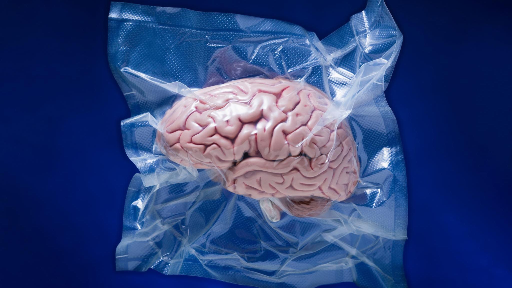 Ein in Plastik eingeschweißtest Modell eines Gehirns