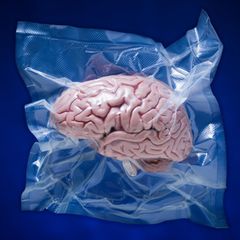 Ein in Plastik eingeschweißtest Modell eines Gehirns