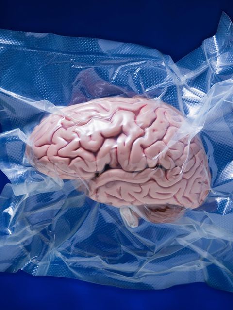 Ein in Plastik eingeschweißtest Modell eines Gehirns