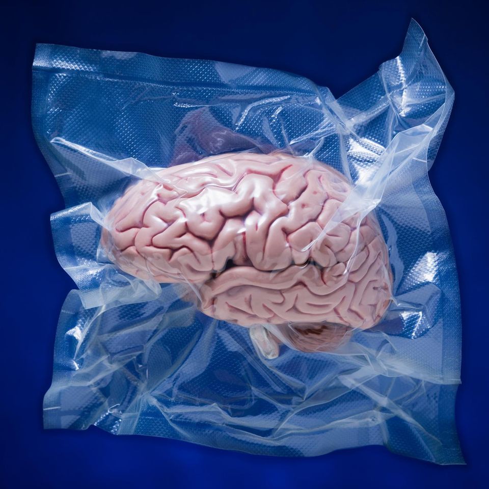 Ein in Plastik eingeschweißtest Modell eines Gehirns