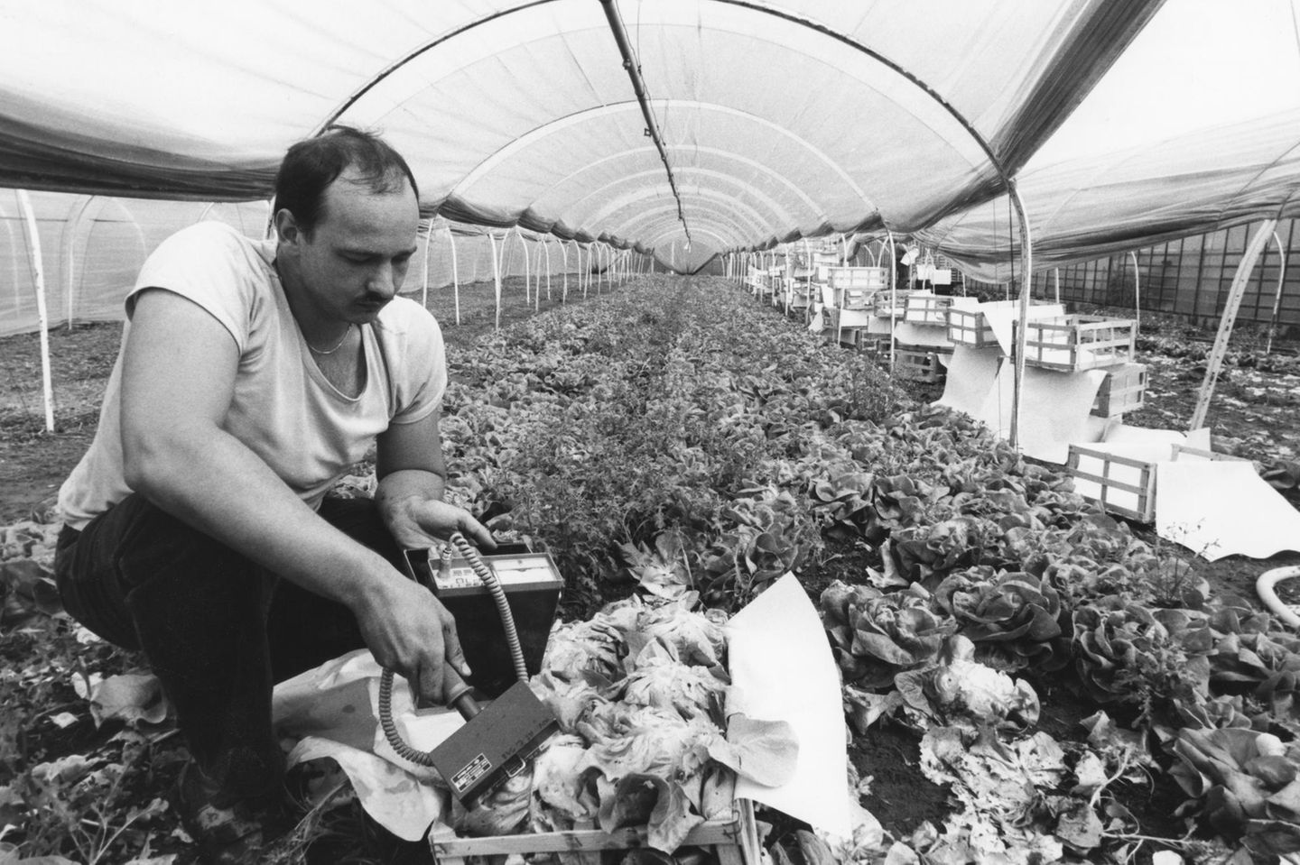 Bauer im Elsass überprüft Gemüse mit dem Geigerzähler