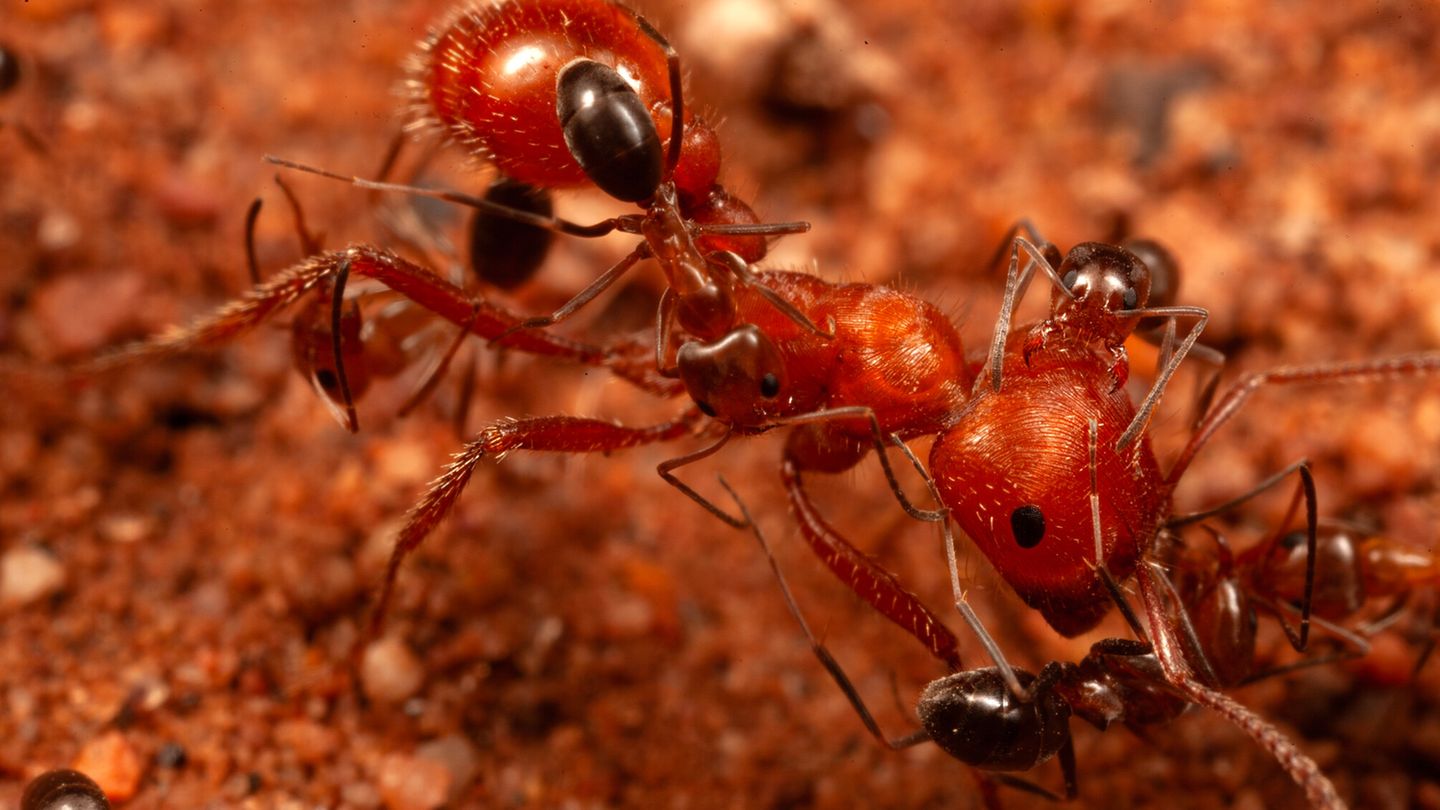 Drei Kegelameisen klettern auf dem Körper einer weitaus größeren Roten Ernteameise