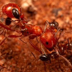 Drei Kegelameisen klettern auf dem Körper einer weitaus größeren Roten Ernteameise