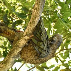 Kea-Papagei in einem Baum