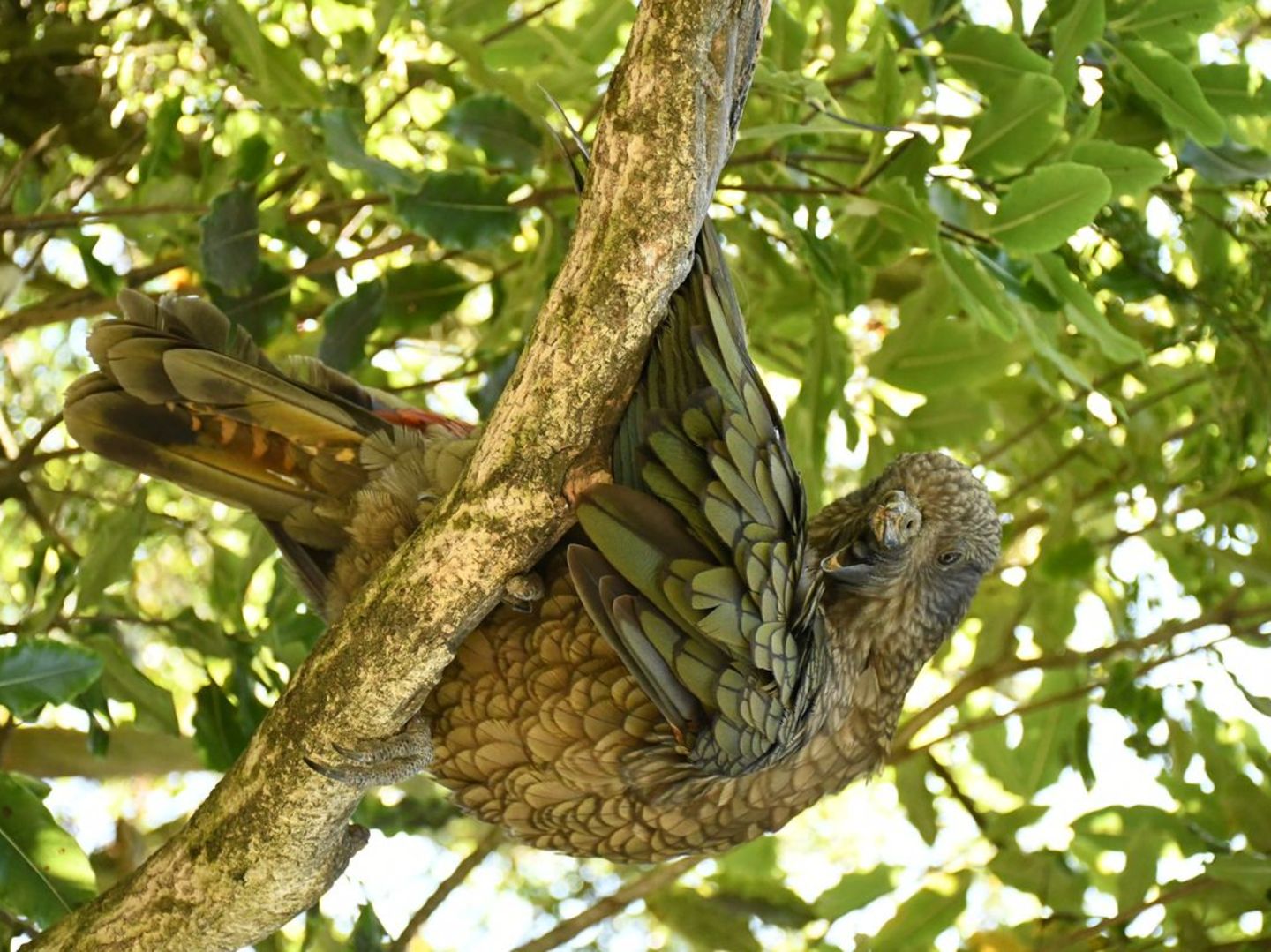 Kea-Papagei in einem Baum