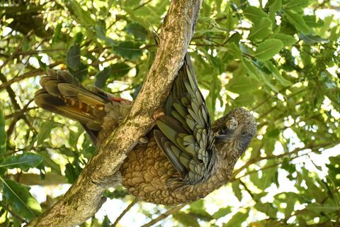 Kea-Papagei in einem Baum