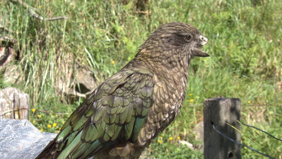 Kea-Papagei ohne Schnabel