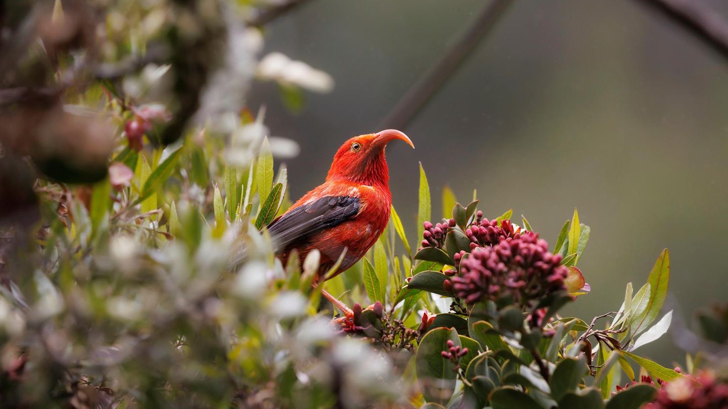 Diebischer Hingucker: Der scharlachrote Iiwikleidervogel kommt nur auf den Inseln von Hawaii vor
