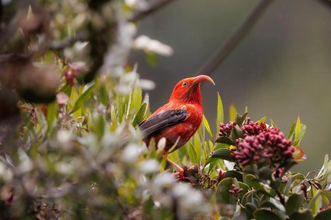 Diebischer Hingucker: Der scharlachrote Iiwikleidervogel kommt nur auf den Inseln von Hawaii vor