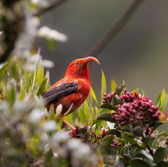Diebischer Hingucker: Der scharlachrote Iiwikleidervogel kommt nur auf den Inseln von Hawaii vor