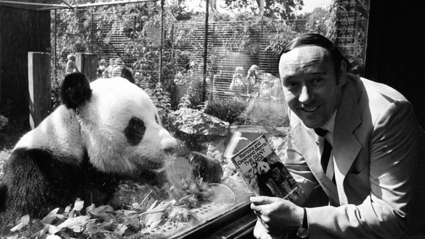 Der Biologe Desmond Morris - hier eine Aufnahme von 1981 - wurde mit seinem Buch "Der nackte Affe" weltbekannt. Foto: Pa/PA Wire