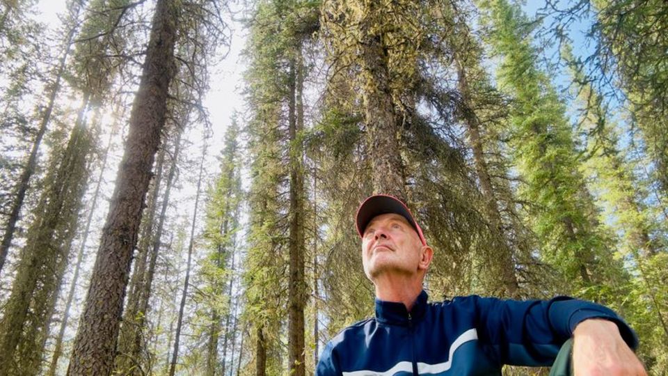 Mann in Kanada sitzt allein unter Koniferen und schaut in den Himmel