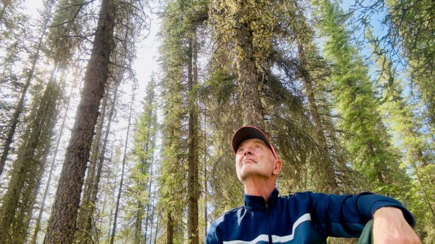 Allein unter stracken Koniferen: Da bleibt Zeit für nichts und alles. Foto: Ole Helmhausen/dpa-tmn