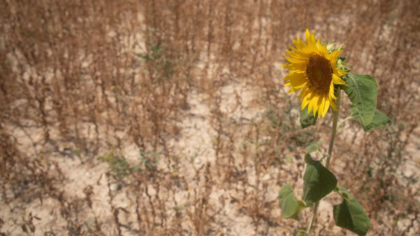 Viele Pflanzen haben ab 30 Grad Hitzestress (Archivbild) Foto: Clara Margais/dpa