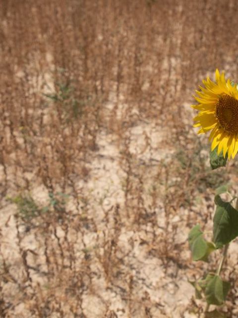 Viele Pflanzen haben ab 30 Grad Hitzestress (Archivbild) Foto: Clara Margais/dpa