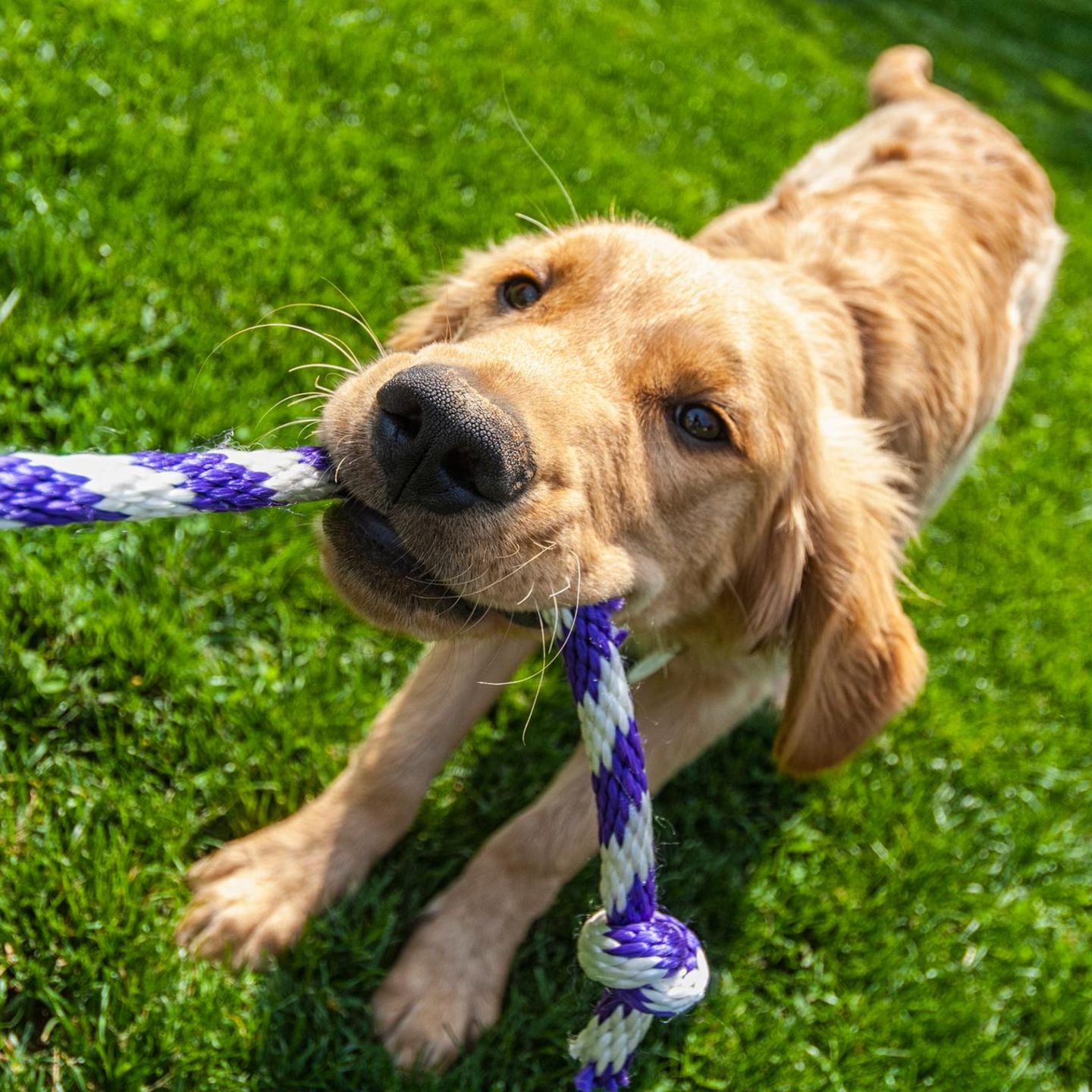 Ein Hund zieht an einem Tau
