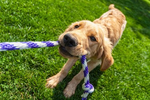 Ein Hund zieht an einem Tau