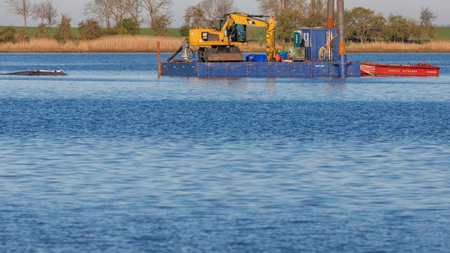 Eine private Initiative versucht seit Tagen, den Wal wegzubringen. Foto: Jens Büttner/dpa