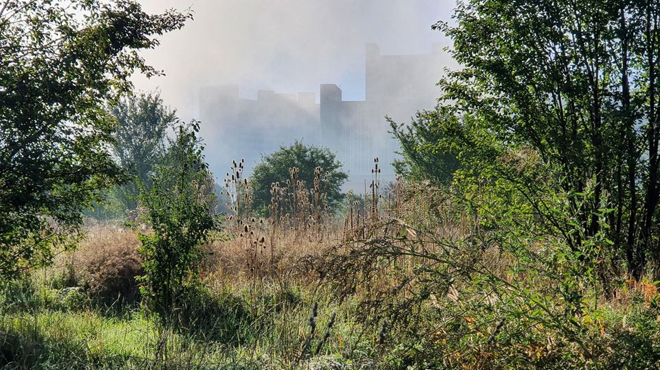 Schmetterlingswiese in Wien