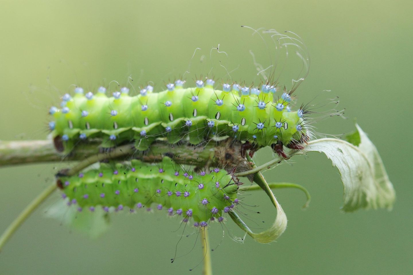 Das Wiener Nachtpfauenauge als Raupe