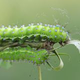 Das Wiener Nachtpfauenauge als Raupe