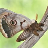 Das Wiener Nachtpfauenauge als Falter