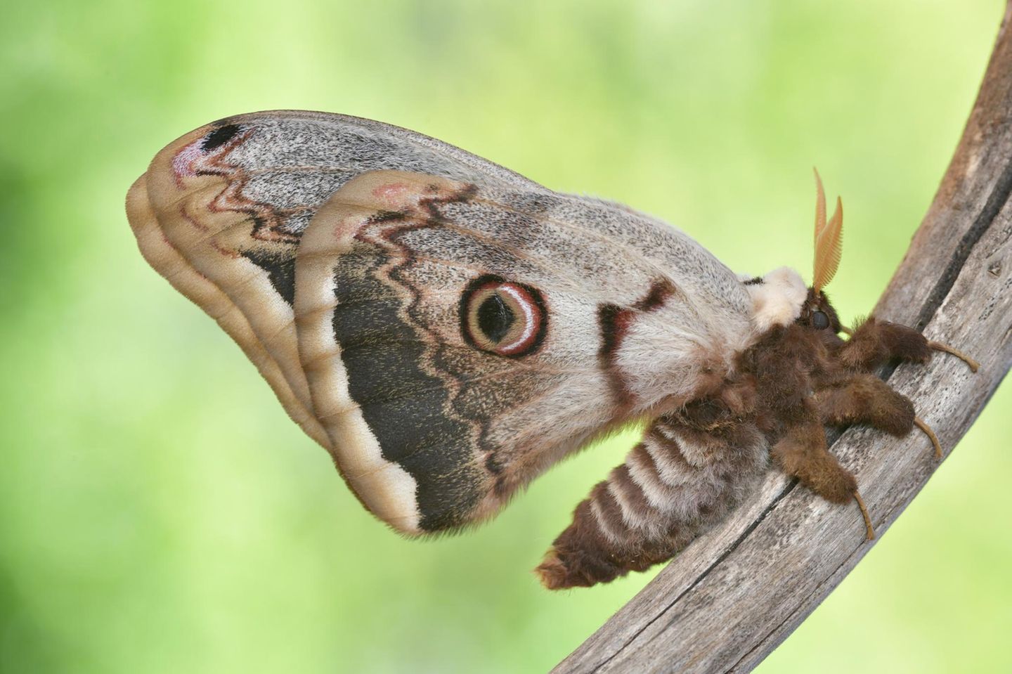 Das Wiener Nachtpfauenauge als Falter