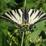 Während manche Arten auf Tarnung setzen, entwickeln sich andere zu prächtigen Schmetterlingen, die kaum zu übersehen sind. Der Segelfalter lässt sich etwa von Mai bis August beobachten