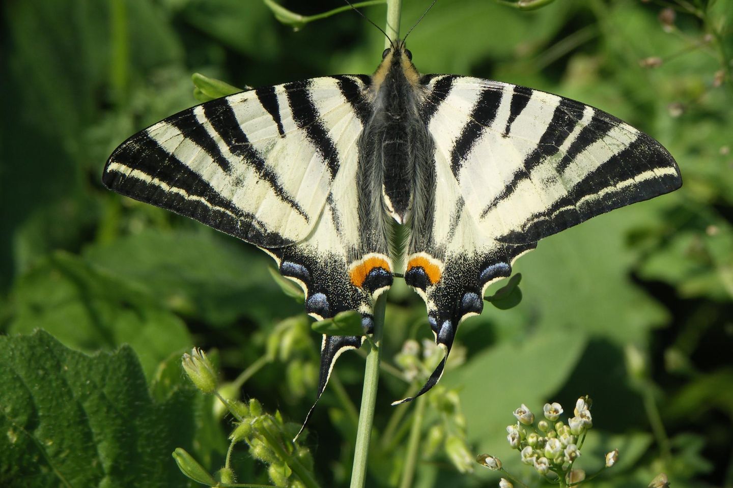 Während manche Arten auf Tarnung setzen, entwickeln sich andere zu prächtigen Schmetterlingen, die kaum zu übersehen sind. Der Segelfalter lässt sich etwa von Mai bis August beobachten