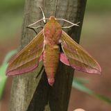 Der Mittlere Weinschwärmer