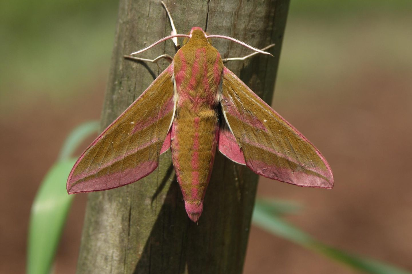 Der Mittlere Weinschwärmer