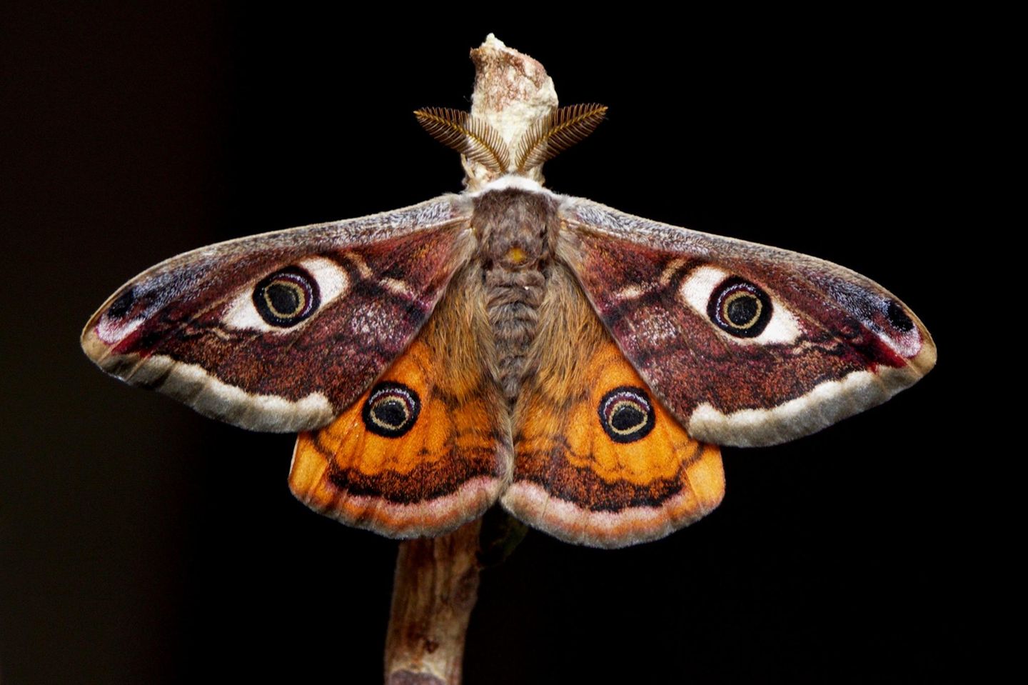 Das Ligurische Nachtpfauenauge