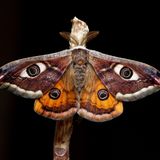 Das Ligurische Nachtpfauenauge