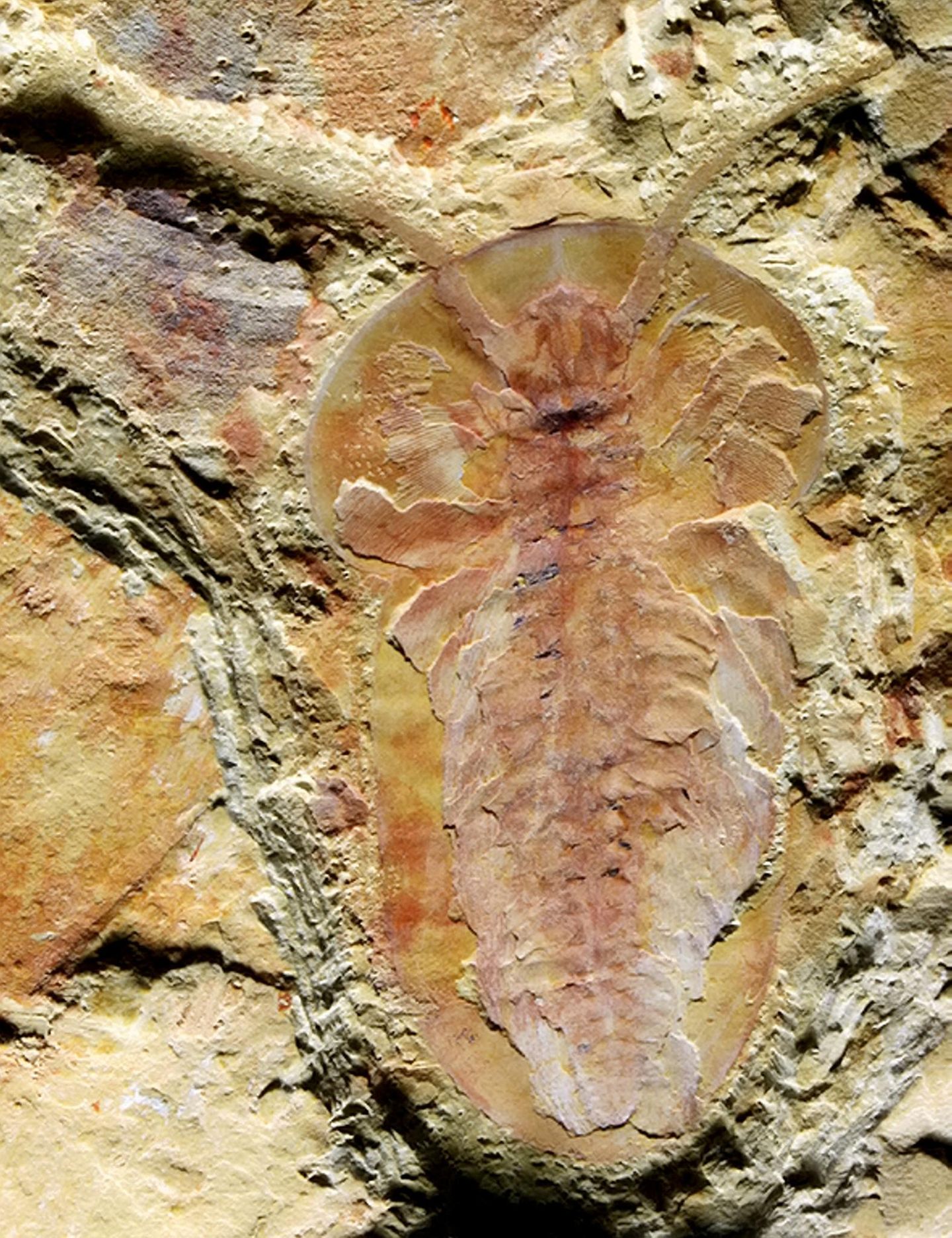 Ein Fossil im Stein
