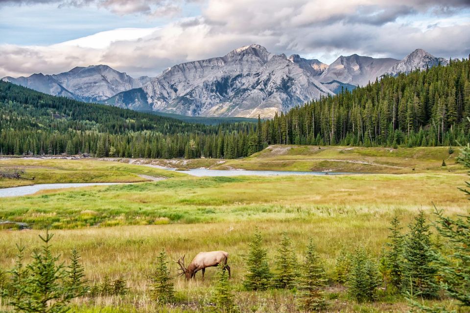 Grasender Elch in der Wildnis Kanadas