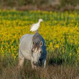 Ein Kuhreiher sitzt auf dem Rücken eines Pferdes