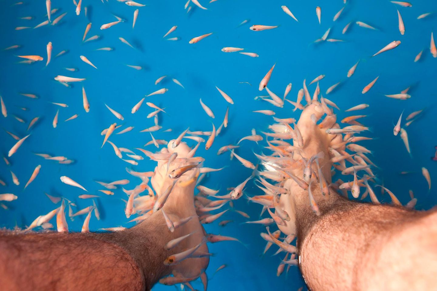Putzerfische knabbern an menschlichen Füßen