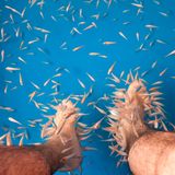 Putzerfische knabbern an menschlichen Füßen