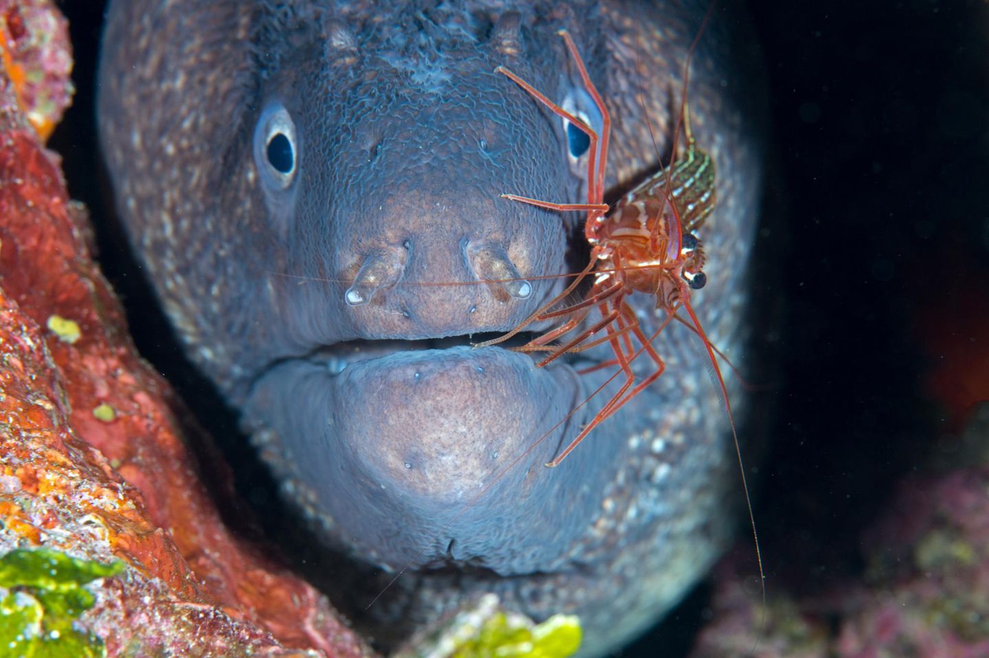 Eine Putzergarnele krabbelt über das Maul einer Muräne