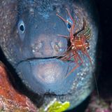 Eine Putzergarnele krabbelt über das Maul einer Muräne