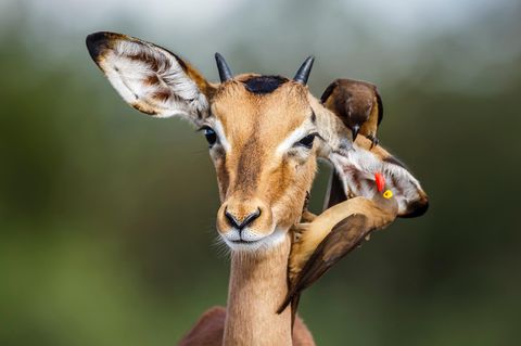 Eine Impala wird von zwei Vögeln gesäubert
