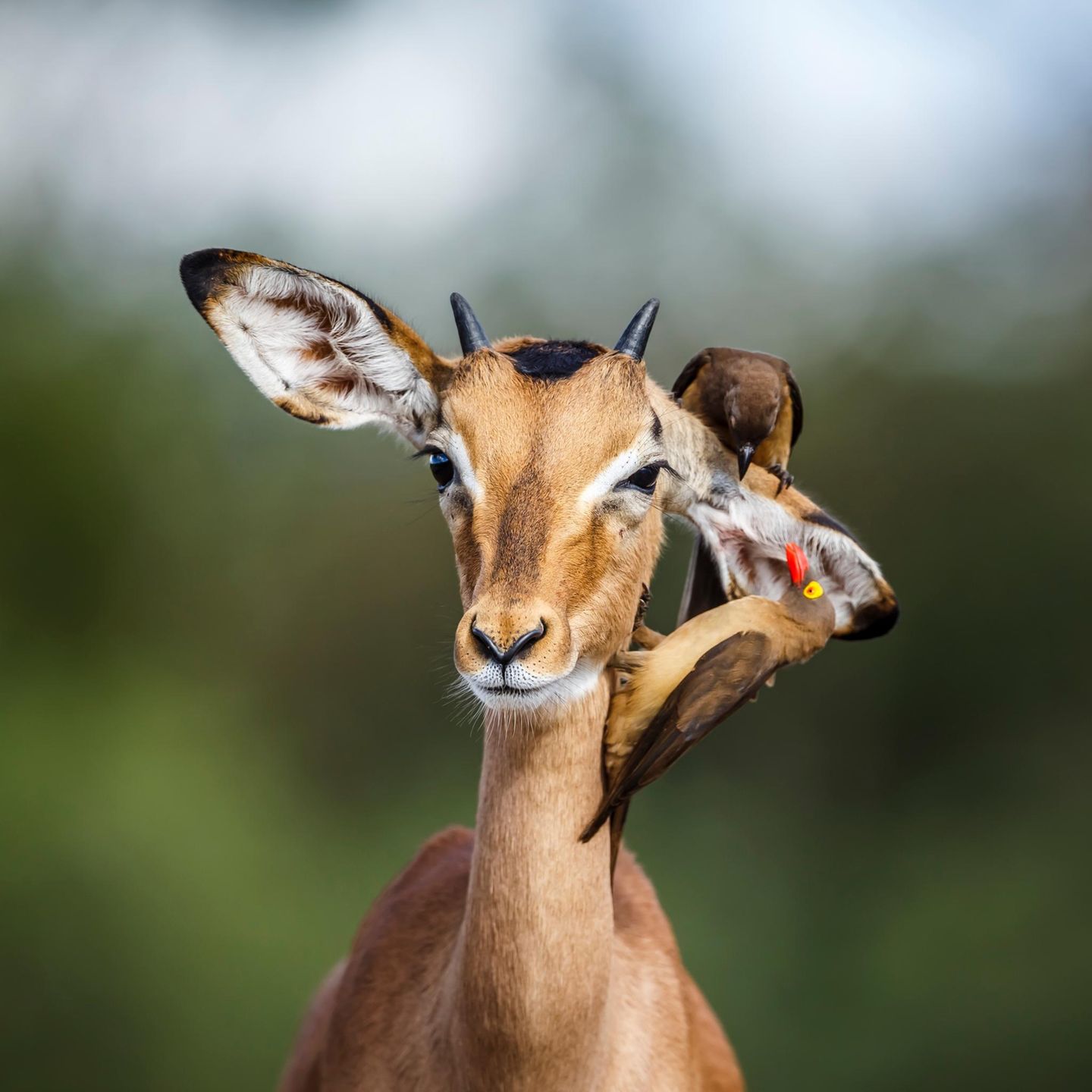 Eine Impala wird von zwei Vögeln gesäubert