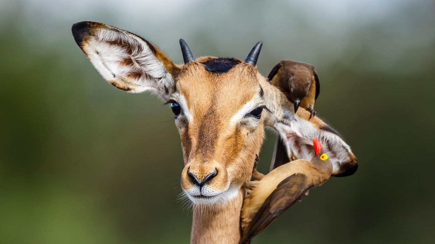 Putzsymbiosen: Schrubbt ein Madenhacker eine Antilope - [GEO]